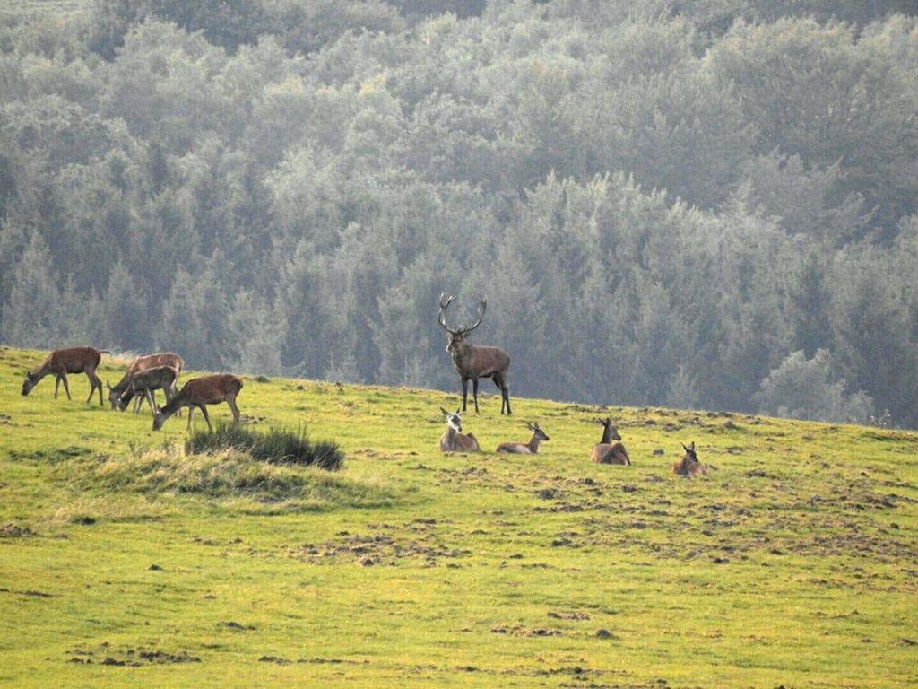 Fewo-Eifel-Morsbach ชไลเดิน ภายนอก รูปภาพ
